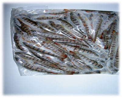 あまご稚魚[500g×2]