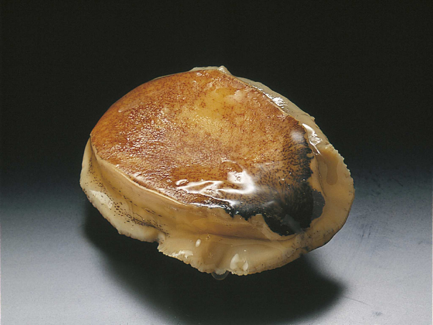Фムキ鮑 [4kg] 豪州 [約80～130g]